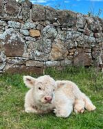 Mini Highland Cow (Happy) - Image 3