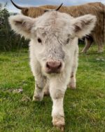 Mini Highland Cow (Happy)