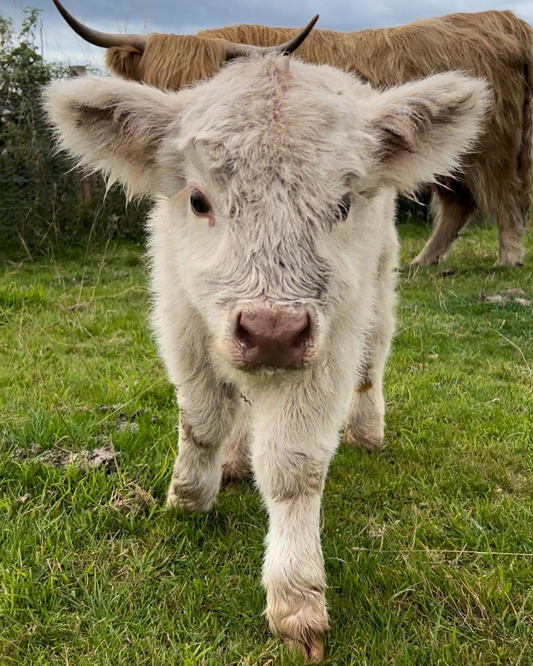 Happy2 Mini Highland Cow (Happy) - Image 1