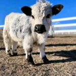 Mini Highland Cow (Noah)