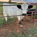 Mini Highland Cow (Dolly)