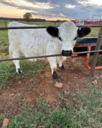 Mini Highland Cow (Dolly)