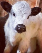 Mini Highland Cow (Princess) - Image 2