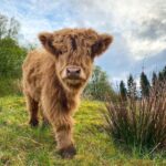 Mini Highland Cow (Hazels)