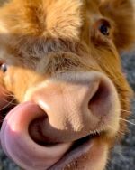 Mini Highland Cow (Hazels) - Image 3