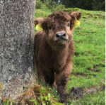 Mini Highland Cow (Romy) - Image 2