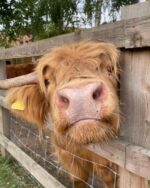 Alfie (Bull) - Image 5