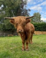 Alfie (Bull) - Image 3