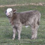 Mini Highland Cow (Jill) - Image 4