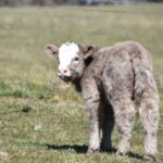 Mini Highland Cow (Jill) - Image 3