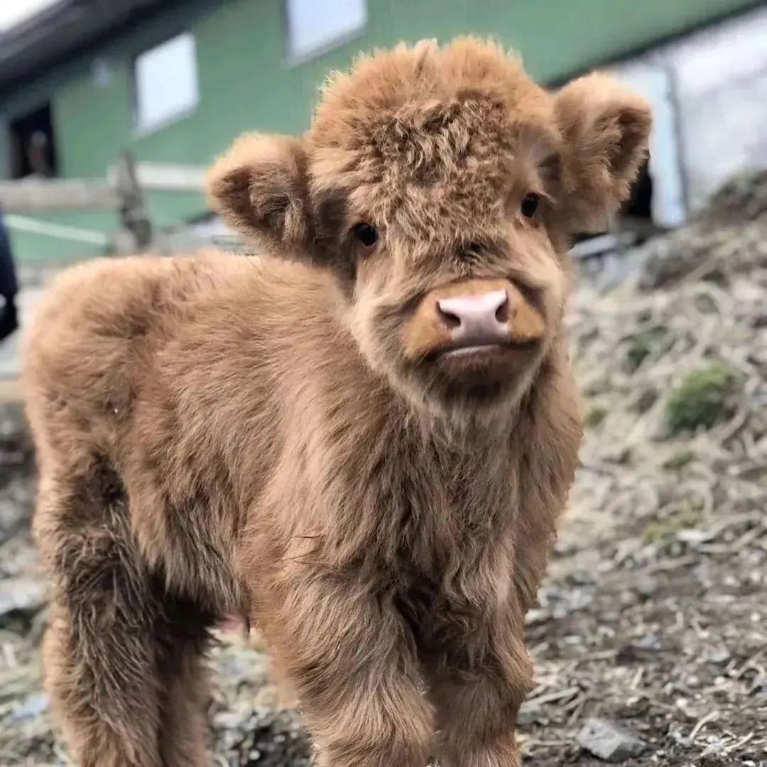 Luna Mini Highland Cow (Luna) - Image 1