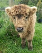 Mini Highland Cow (Luna) - Image 2