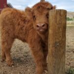 Mini Highland Cow (Luna) - Image 5