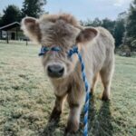 Mini Highland Cow (Lady L)