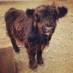 Mini Highland Cow (Mui-Lewis) - Image 2
