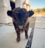 Mini Highland Cow (Mui-Lewis) - Image 3