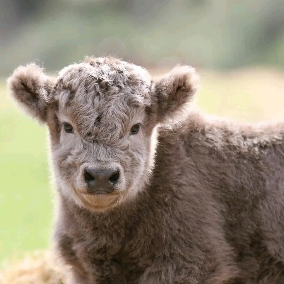 Penny-miniature-highland-cattles-available-for-new-homes-now.-a-chrondo-positive-Contact-us-via-message-for-more-enquires-and-reserve-yours.Pick-up-and-shipping-available Mini Highland Cow (Penny) - Image 1