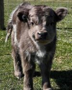 Mini Highland Cow (Penny) - Image 4