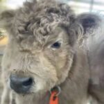 Mini Highland Cow (Rowdy) - Image 2