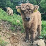 Mini Highland Cow (Romy) - Image 4
