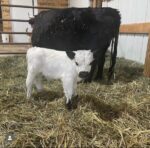 Mini Highland Cow (Stan) - Image 5