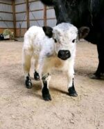 Mini Highland Cow (Stan)