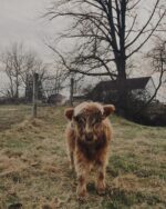 Mini Highland Cow (Kingston & Charlotte) - Image 2