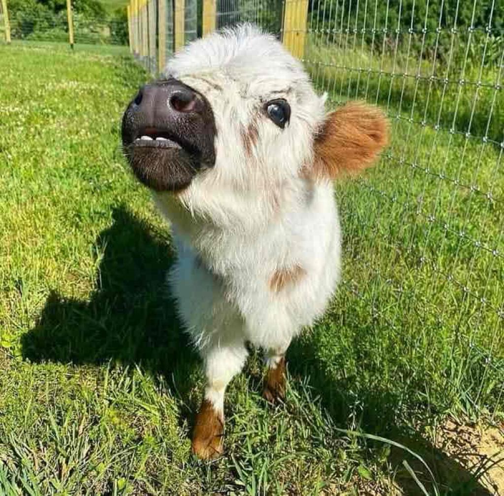 lea2 Mini Highland Cow (Lea) - Image 1